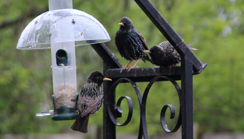 three starlings on the bird feeder