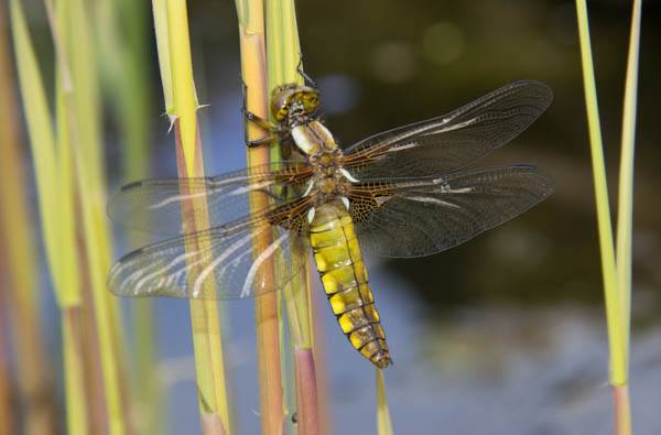 Female Broad-bodied Chaser dragonfly clinging to reed