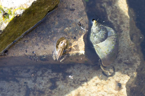 Froglet clinging to edge of stone, with pond snail to one side, at least five times bigger than the frog